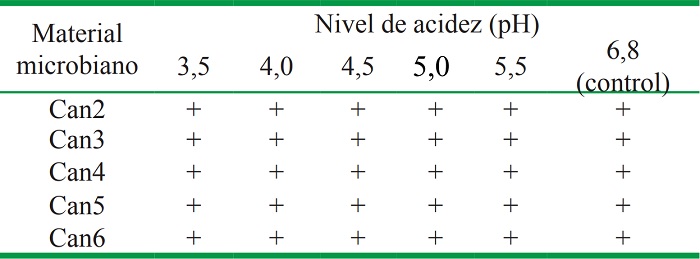 Crecimiento de los aislados de rizobios en medio LMA con diferentes niveles de acidez.
