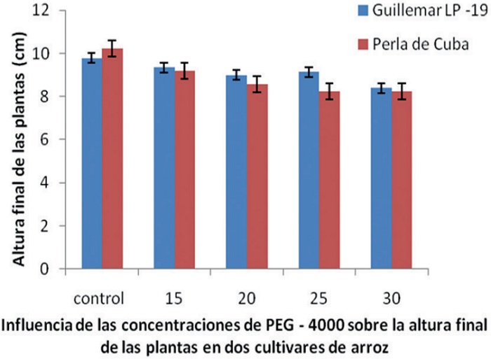 Influencia de las concentraciones de PEG–4000 sobre la altura final de las plantas en dos cultivares de arroz.