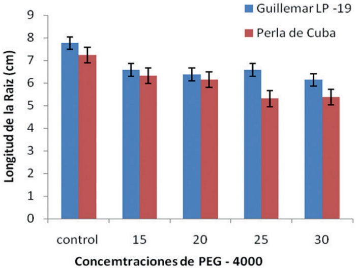 Influencia de las concentraciones de PEG–4000 sobre la longitud de la raíz en dos cultivares de arroz.