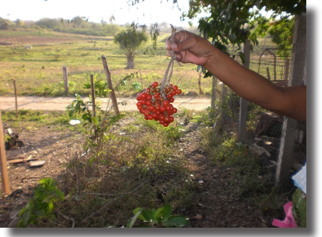 Racimo de frutos frescos de Cordia collococca.