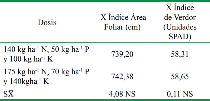 Influencia de las dosis de fertilizante en los &iacute;ndices de &aacute;rea foliar y de verdor a inicio de floraci&oacute;n masculina (52 DDE).