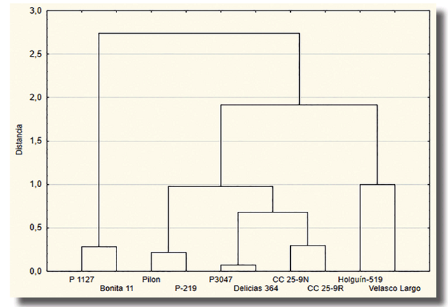 Dendograma aplicando el método de Ward en la clasificación de los cultivares basados en los índices de tolerancia