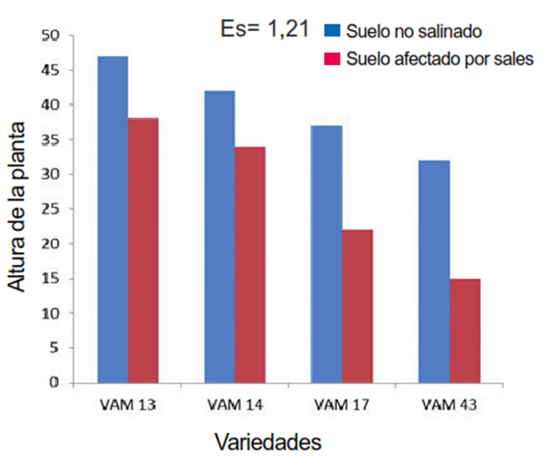 Altura de diferentes l&iacute;neas de frijol cultivados en un suelo salino y en otro no salino, evaluadas a los 60 d&iacute;as despu&eacute;s de la emergencia
