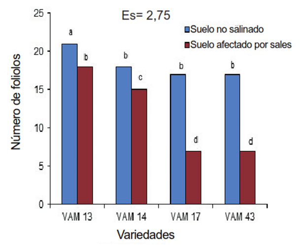N&uacute;mero de foliolos de diferentes l&iacute;neas de frijol cultivados en un suelo salino y en otro no salino, evaluadas a los 60 d&iacute;as despu&eacute;s de la emergencia