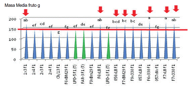 Comportamiento de la masa media de los frutos (g), en las nuevas combinaciones h&iacute;bridas de pimiento para cultivo protegido