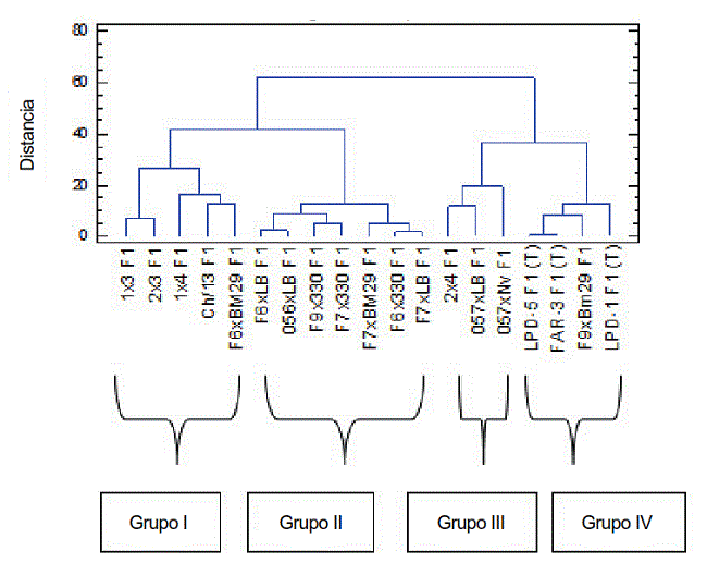 Dendrograma resultante del An&aacute;lisis de conglomerado de las nuevas combinaciones h&iacute;bridas