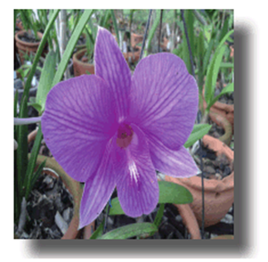 Vista Frontal de Dendrobium &acute;Ovas Stripe&acute;