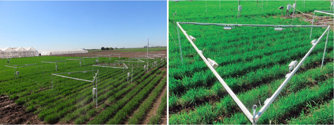 Vista superior de 12 repeticiones de la estructura triangular que se utiliz&oacute; para instalar los radiadores de calor, separados a una distancia de 1,20 m del dosel del cultivo
