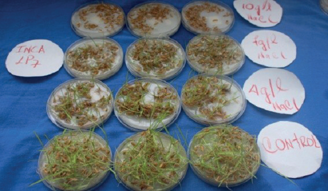 Evaluaci&oacute;n del cultivar INCA LP-7 en diferentes concentraciones salinas