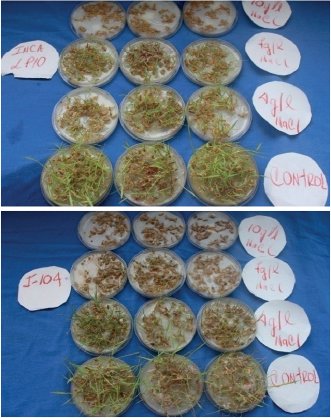 Evaluaci&oacute;n de los cultivares INCA LP-10 y J-104 en diferentes concentraciones salinas