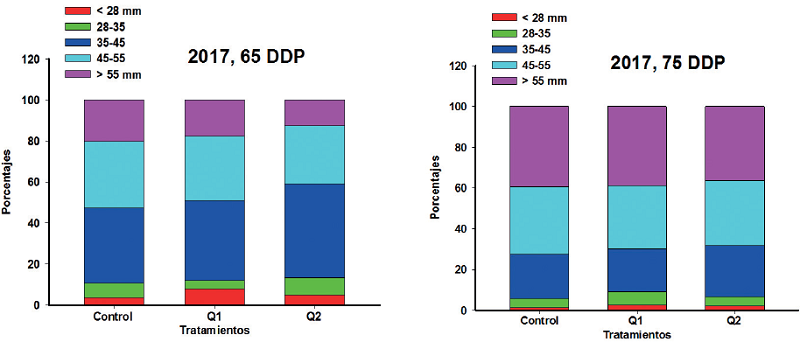 Comparación de la distribución por calibre del número de tubérculos a los 65 y 75 DDP en la plantación realizada en el 2017