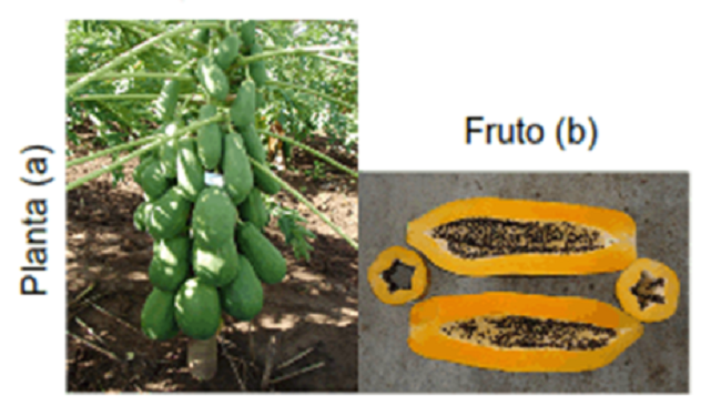 Cultivar de papaya INIVIT fb-4