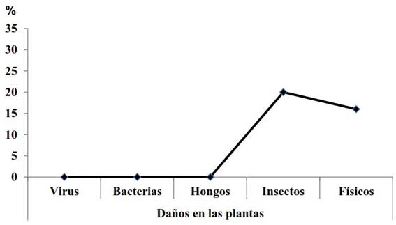 Porcentaje de plantas de papayo silvestre (Carica papaya L.) afectadas por da&ntilde;os f&iacute;sicos y plagas en sus &aacute;reas naturales de la cordillera Habana-Matanzas en el momento de ser identificadas