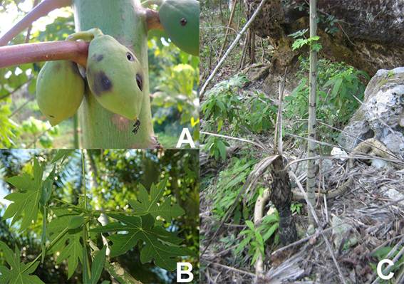 Plantas y frutos de papayo silvestre (Carica papaya L.) en &aacute;reas de la cordillera Habana-Matanzas en la cuenca Almendares-Vento. Da&ntilde;os por larvas de Toxotrypana curvicauda (A). Da&ntilde;os f&iacute;sicos por animales (B). Da&ntilde;os por incendios forestales (C)