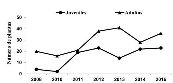 Seguimiento de la poblaci&oacute;n de papayo silvestre (Carica papaya L.) en sus &aacute;reas de reproducci&oacute;n natural de la cuenca Almendares-Vento