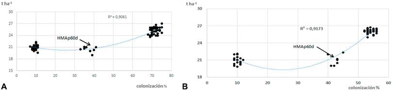 Relaciones en el cultivo del boniato entre el rendimiento y los porcentajes de colonización para las sucesiones maíz-boniato (A) y vigna-boniato (B)