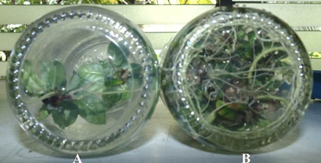 Imágenes de la fase final de enraizamiento in vitro de una accesión de café (Coffea arabica) de la variedad Bourbon, luego de 30 días, bajo dos tratamientos