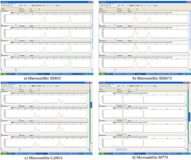 Perfil de cuatro muestras de café propagadas vegetativamente para los microsatélites a) SSR03, b) SSR073, c) CaM16, d) M774, e) SSRCa87, revelados mediante electroforesis capilar obtenidos con el programa GeneMapper 4.0