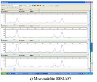 Perfil de cuatro muestras de café propagadas vegetativamente para los microsatélites a) SSR03, b) SSR073, c) CaM16, d) M774, e) SSRCa87, revelados mediante electroforesis capilar obtenidos con el programa GeneMapper 4.0.  Continuación