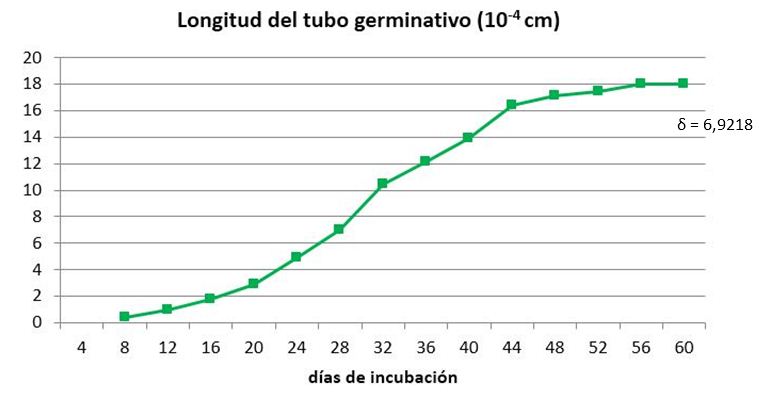 Din&aacute;mica del crecimiento del tubo germinativo de prop&aacute;gulos de INCAM-11 inoculados para germinar en medio SRM durante 60 d&iacute;as