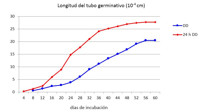 Efecto del tiempo de exposici&oacute;n a la soluci&oacute;n antibi&oacute;tica sobre el crecimiento del tubo germinativo de prop&aacute;gulos de INCAM-11
