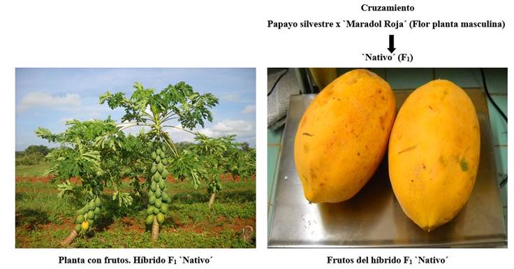 Parentales y pedigrí