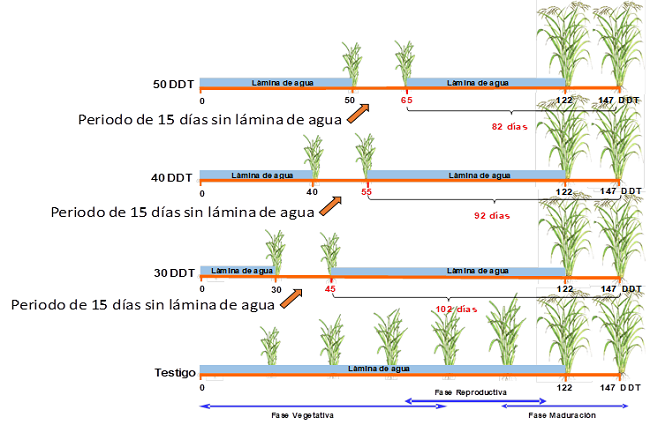 Esquema general de riego desarrollado en el experimento con plantas de arroz cv. INCA LP-5 expuestas a estr&eacute;s h&iacute;drico a los 30, 40 y 50 d&iacute;as despu&eacute;s del trasplante (DDT) por un periodo de 15 d&iacute;as
