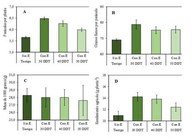 Pan&iacute;cula por plant&oacute;n (A), granos llenos por pan&iacute;cula (B), masa de 1000 granos (C) y rendimiento agr&iacute;cola (D) en plantas de arroz sin estr&eacute;s h&iacute;drico (Sin E) y expuestas a estr&eacute;s h&iacute;drico (Con E) por un periodo de 15 d&iacute;as a los 30, 40 y 50 DDT, respectivamente, evaluadas en la cosecha (147 DDT)