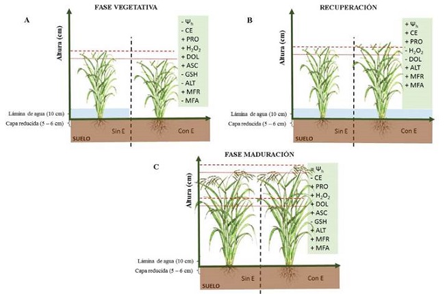Mecanismo de respuesta fisiol&oacute;gica y bioqu&iacute;mica en plantas de arroz sin estr&eacute;s h&iacute;drico (Sin E) y expuestas a estr&eacute;s h&iacute;drico (Con E) por un periodo de 15 d&iacute;as a los 30 DDT