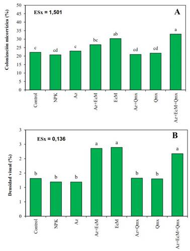 Colonizaci&oacute;n micorr&iacute;zica (A) y densidad visual (B), en plantas de soya Incasoy-27 a los 35 DDS cultivadas en condiciones de campo. Letras desiguales difieren significativamente para (p<0,05) seg&uacute;n la Prueba de Rangos M&uacute;ltiples de Tukey