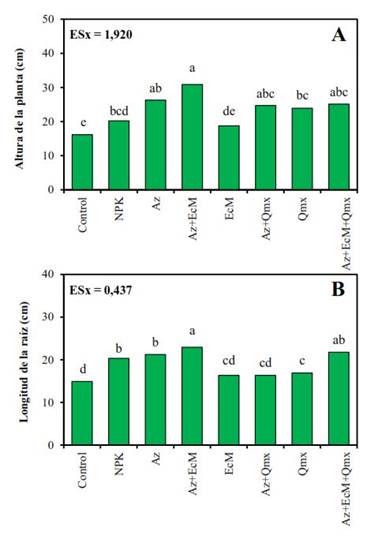 Altura (A) y longitud de la ra&iacute;z (B), en plantas de soya Incasoy-27 a los 35 DDS cultivadas en condiciones de campo. Letras desiguales difieren significativamente (p<0,05) seg&uacute;n Prueba de Rangos M&uacute;ltiples de Tukey