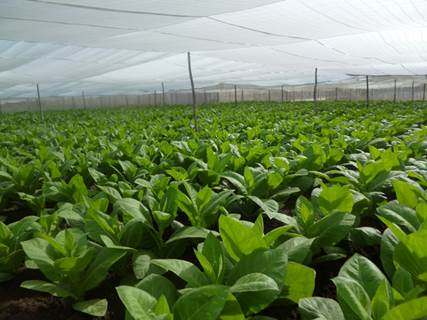 Tobaco ‘Corojo 2012’