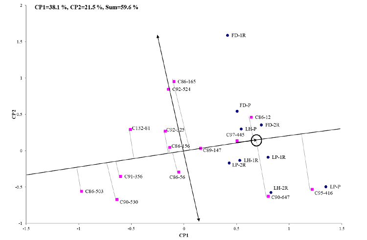 Representaci&oacute;n biplot del modelo de Regresi&oacute;n de Sitios del comportamiento medio y estabilidad de los genotipos para el PPC