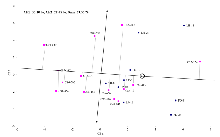 Representaci&oacute;n bidimensional del modelo de Regresi&oacute;n de Sitios del comportamiento medio y estabilidad de los genotipos para TCH