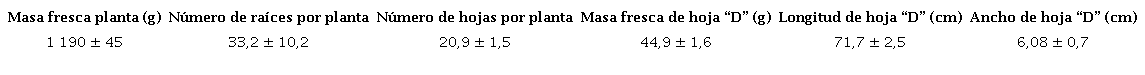Caracter&iacute;sticas morfol&oacute;gicas de las plantas en el momento inicial del experimento (cinco meses luego de la plantaci&oacute;n)