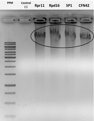 Electroforesis en gel de agarosa (1,5 %) (m/V) de los extractos de ADN de la cepa Rhizobium etli CFN42 y de tres aislados de rizobios, provenientes de los cultivares de arroz INCA LP-5 e INCA LP-7