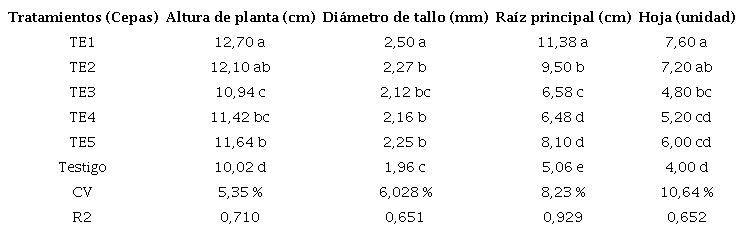 Crecimiento de posturas de caf&eacute; (Coffea arabica L.) tratadas con cepas de Trichoderma sp. end&oacute;fito, bajo condiciones de vivero en el distrito de San Juan del Oro
