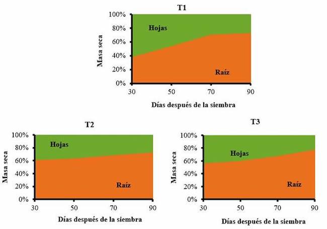 Din&aacute;mica del porcentaje de distribuci&oacute;n de la masa seca por &oacute;rganos (hojas y ra&iacute;z) respecto al total en plantas de zanahoria