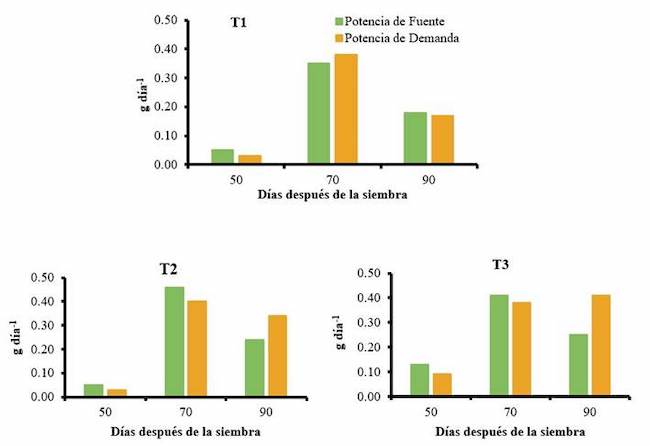Potenciales fuente-demanda en plantas de zanahoria