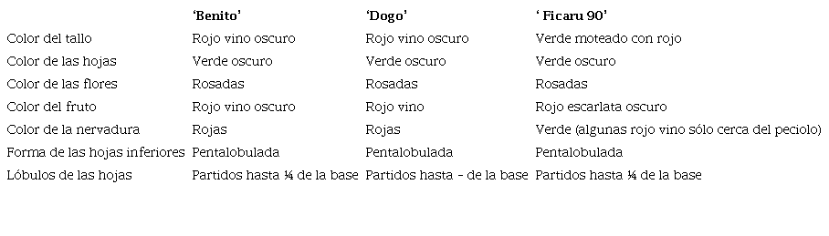 Caracteres cualitativos evaluados de los cultivares &lsquo;Dogo&rsquo;, &lsquo;Benito&rsquo; y &lsquo;Ficaru 90&rsquo; en tres localidades del municipio Los Palacios