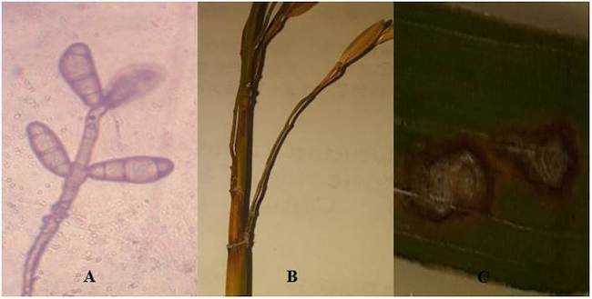 Conidios de Pyricularia oryzae A), tallo B) y hoja C) de arroz infectados por este hongo