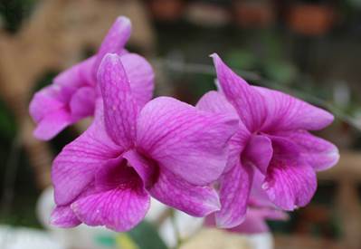 Vista frontal de Dendrobium ´Maravillosa Habana´