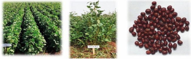 Campo de soya, cultivar INCASoy-2 en fase reproductiva y sus semillas