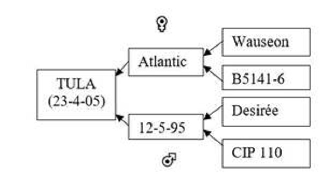 Pedigr&iacute; de Tula