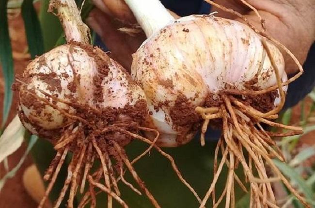 (Fredy( nuevo genotipo de ajo elefante (Allium ampeloprasum L.) introducido en Cuba