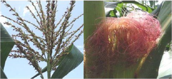 Aspecto de las Flores