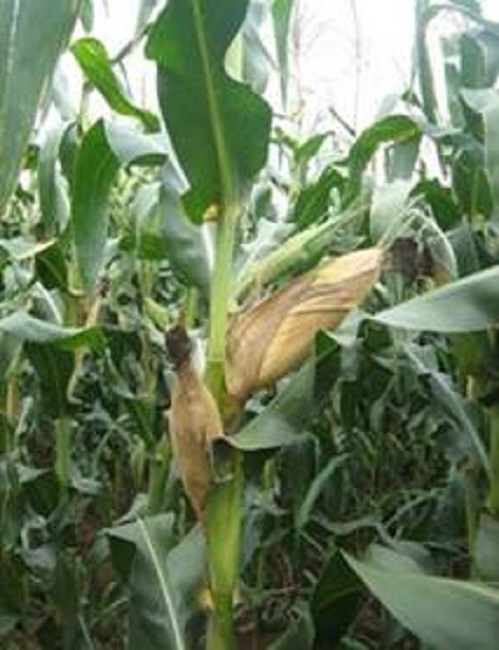 Aspecto de las plantas, previo a la cosecha