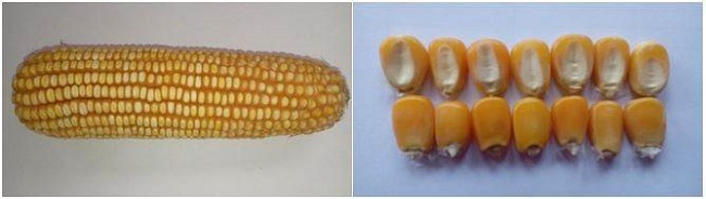 Aspecto de las mazorcas y granos