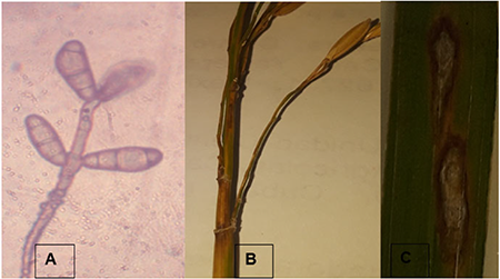A) Conidios de Pyricularia oryzae, B) y C), tallo y hoja de arroz infectados por este hongo