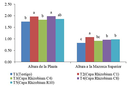 Media y significación estadística de los caracteres relacionados con el crecimiento: Altura de la Planta (AP) (m) y Altura a la Mazorca Superior (AMS) (m)